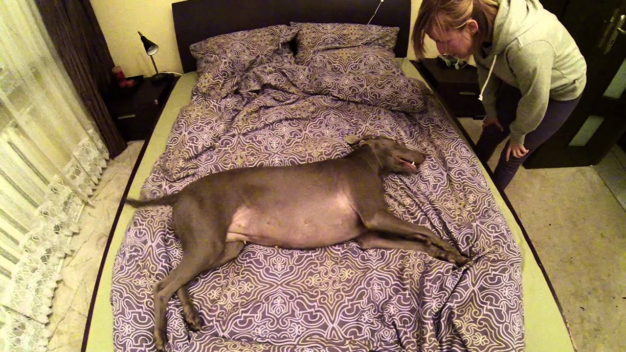 Zedinho - Mona złaź z łóżka :) (Wyżeł Weimarski )