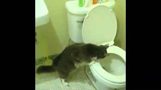 Snickers The Cat Flushes The Toilet On Cue