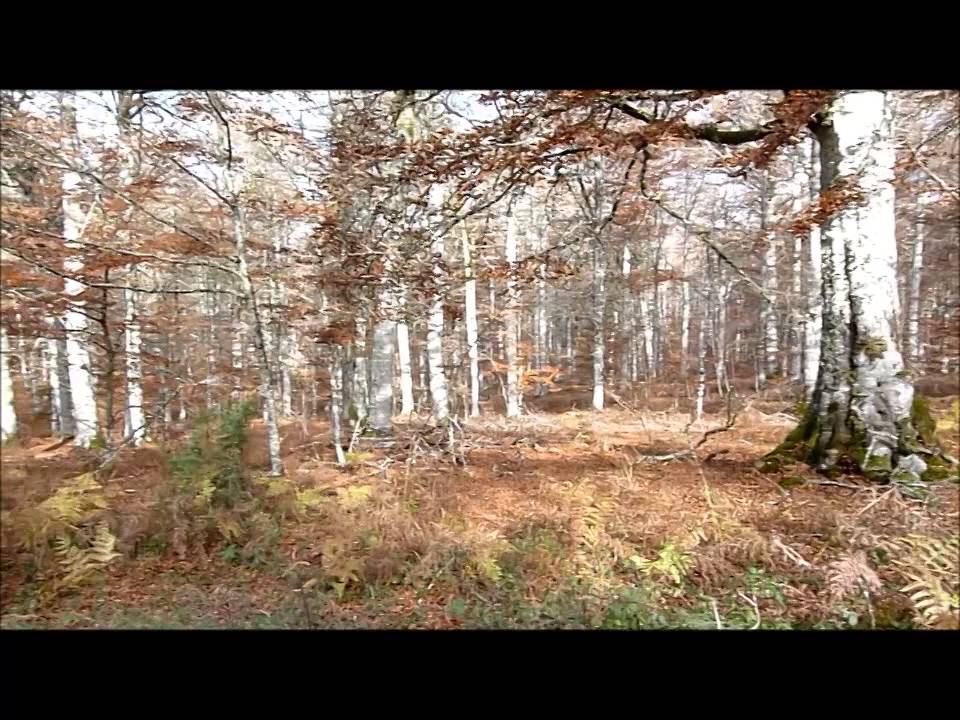 DE MI EXCURSIÓN AL BOSQUE ENCANTADO DE ARTEA Y CUEVA DE LOS CRISTINOS