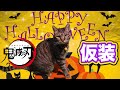 ハロウィン仮装 猫が大流行の鬼滅の刃の人気キャラに変身 Kitten Cat Japanese traditional house
