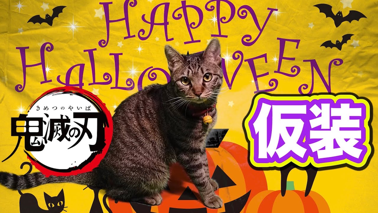 ハロウィン仮装 猫が大流行の鬼滅の刃の人気キャラに変身 Kitten Cat Japanese Traditional House Youtube
