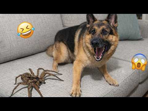 I Wanted a Dog, But God Gave Me a Comedian! 🐶😂| Best Funny Animals Videos 2026