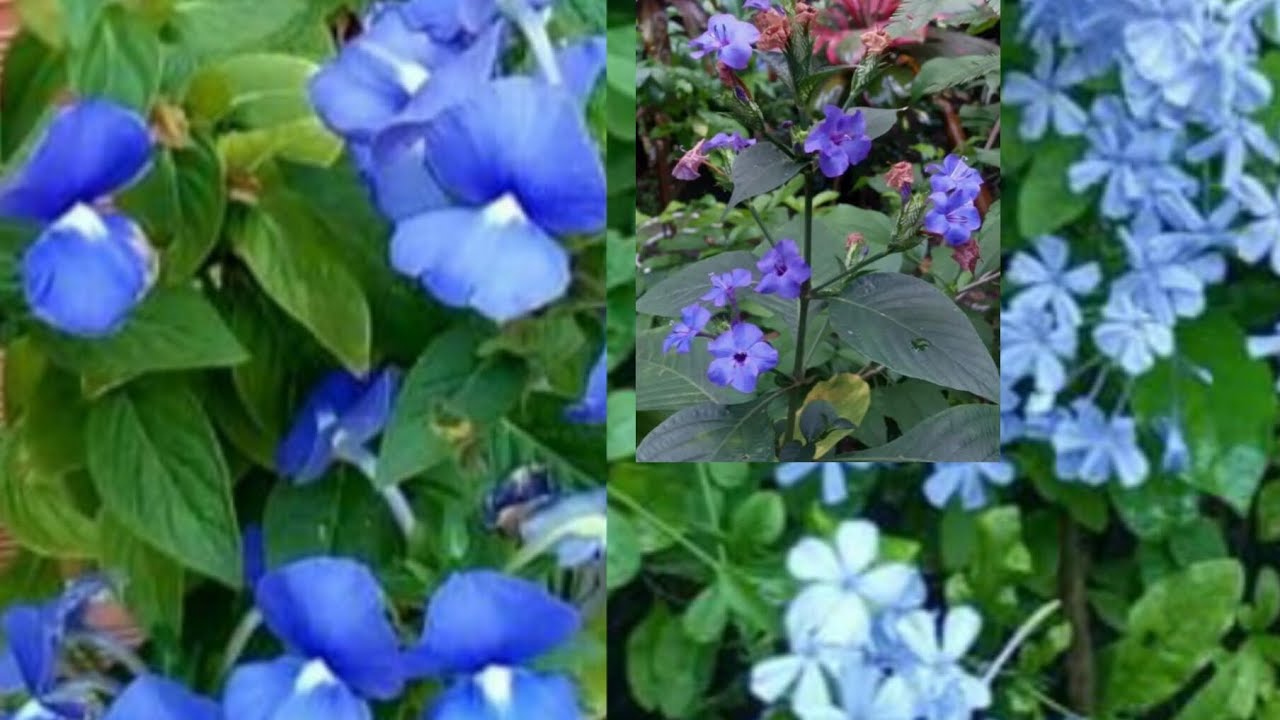 PLANTAS DE FLORES AZUIS. Vamos conhecer lindas PLANTAS de FLORES AZUIS