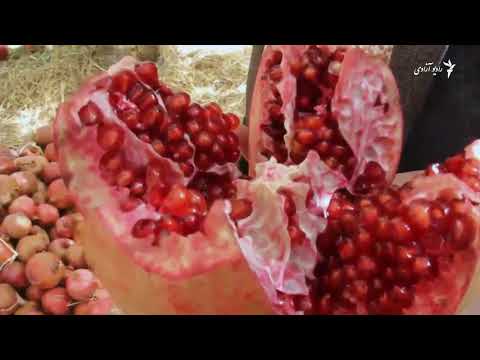 به ارزش 153 میلیون دالر از قندهار به خارج کشور میوه های تازه و خشک صادر شده اند