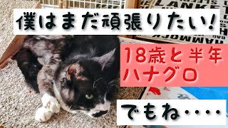 【まだ頑張りたいハナグロ】見守ることしかできない私🥺