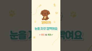 혹시 눈이 아픈 걸까? #강아지 #반려견 #강아지아플때행동