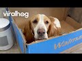 Basset Hound Smitten with Kittens || ViralHog