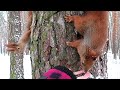 Две голодные ручные белки || Two hungry hand squirrels