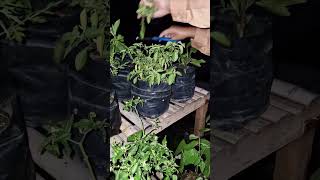 merawat pohon kemangi biar subur kembali