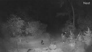 2023 06 02 2 30 Am Skunk