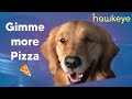 Hawkeye BUT Only Lucky : The Pizza Dog (With Subtitles)