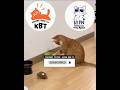 Kok jadi kecil || Kucing Lucu Paling Ngakak Part 1903 || #funny #shorts #fyp