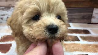 ペットショップ 犬の家 三木店 ハーフ90486