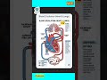 Human Heart Blood Circulation in 58 Seconds | NEET 2026 Most Scoring Diagram