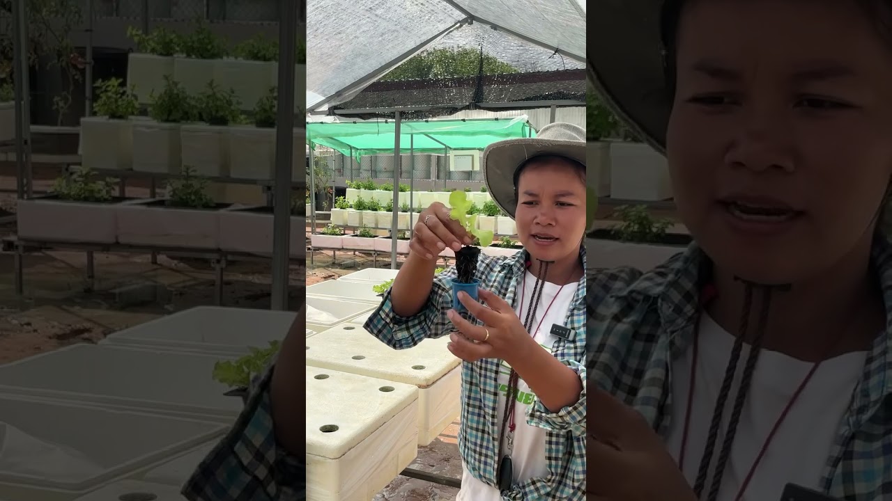 ใช้ดินพรีมอสเพาะต้นกล้าก็ลงปลูกได้ #ปลูกผักสลัดในกล่องโฟม