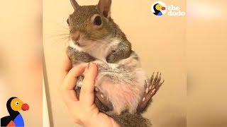 Squirrel Saved From Hurricane Is SPOILED by Her Mom | The Dodo