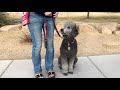 How a Guide Dog Works