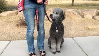 How a Guide Dog Works