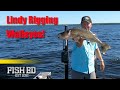 Gambar cover Fool Proof Lindy Rig Tips & Tactics for Early Summer Walleye Action - Fish Ed