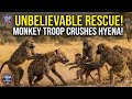 HEART-STOPPING! 😱 Monkey Troop Crushes Hyena to Save Baby! #Wildlife