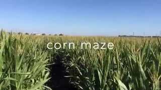 Cool Patch Pumpkins Corn Maze 2015