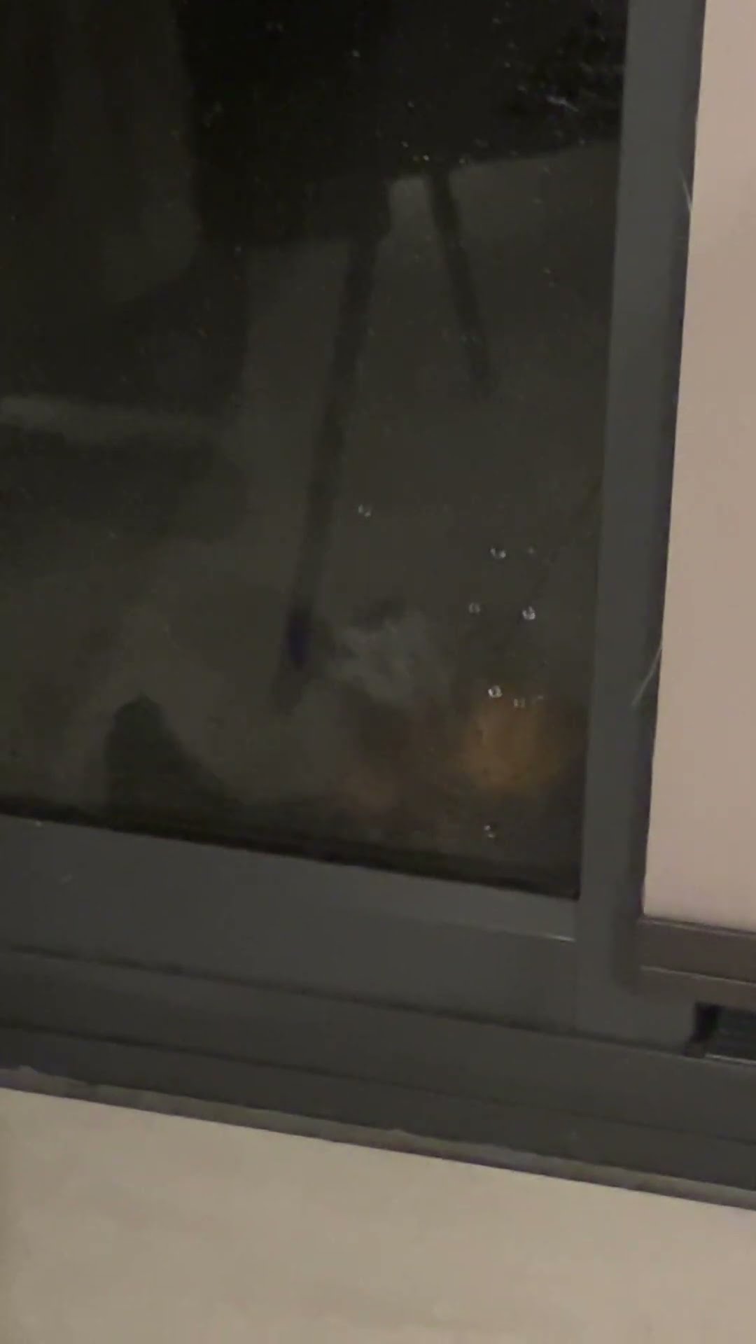 Bat Politely Knocks on Window During Rainstorm || ViralHog