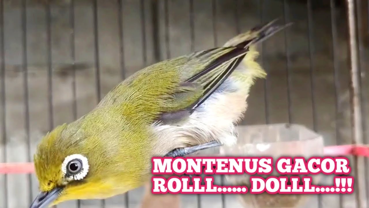 PLECI MONTENUS YG DIPANDANG SEBELAH MATA‼️lihat kalau sudah gacor 😎