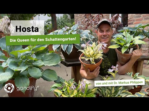 Video: Krankheiten von Hosta-Pflanzen: Erfahren Sie mehr über Probleme und Behandlung von Hosta-Pflanzen