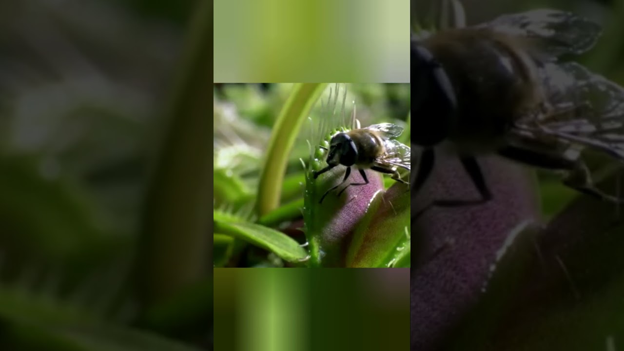 монстр из сказок 