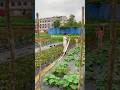 Sprinkle some quicklime in the vegetable garden to prevent pests and increase yield. #shorts