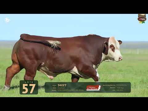 LOTE 57   TAT 3657 M Braford