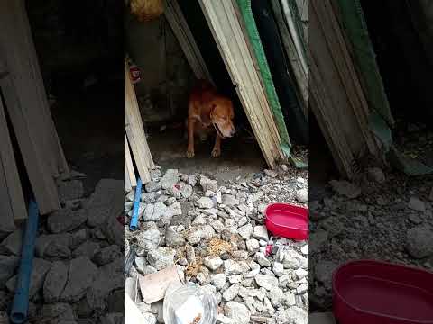 Nakakaawa Naman Ang Aso Ko🐕‍🦺😭😭😭