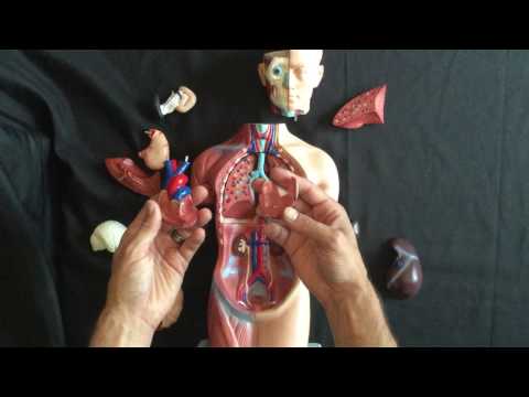 Small anatomy model
