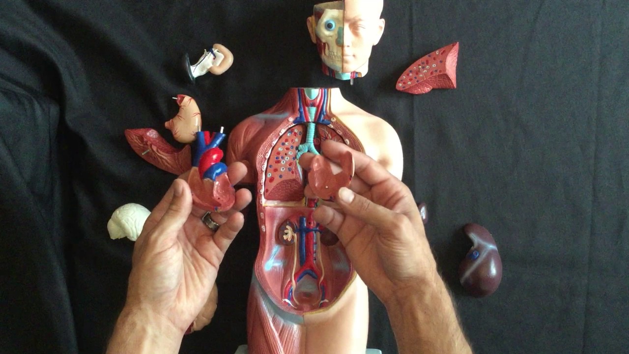 Small Anatomy Model Reconstruction Youtube