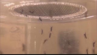 High winter snow totals shouldn't affect bug, insect population in Spokane