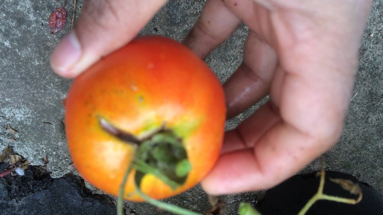 How to Pick Fresh Ripe Tomatoes in Kitchen Vegetable Garden in a Easy Way