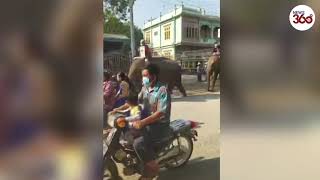 Elephants join anti-coup protests in Myanmar - News 360 Tv screenshot 4