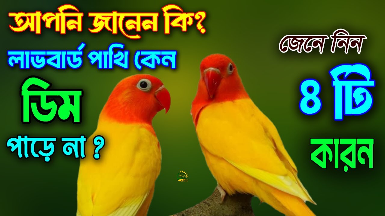 আপনি জানেন কি ? কী কারণে লাভবার্ড পাখি ডিম পাড়ে না।