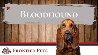 Bloodhound Breed Facts