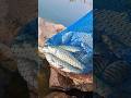 tiger paplet+raho #fishing #hyedrabad #fishingequipment