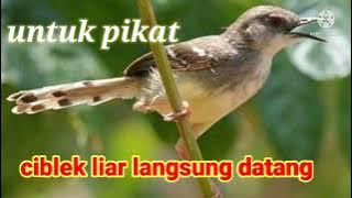 SUARA PIKAT BURUNG CIBLEK LIAR 💯 ampuh