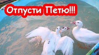 Бедный Петя. Его пытаются утопить