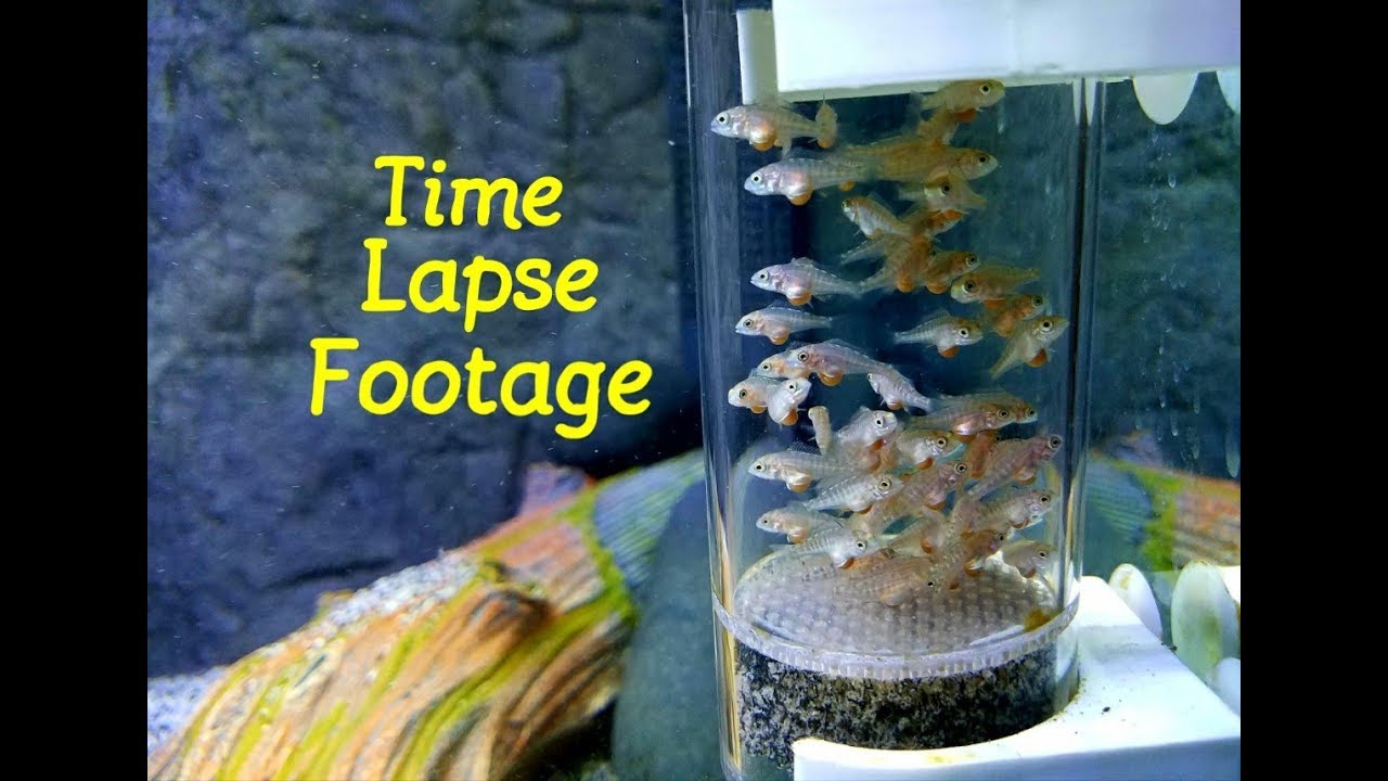 Watch Cichlid Babies Grow Before Your Eyes....New Episode