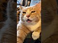 KOMPILASI VIDEO UNIK KUCING TIDUR #catcontent #catlovers #cat