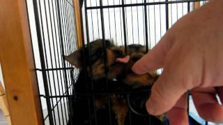 Yorkie Puppies Love to Give Kisses by mkant69 235 views 13 years ago 16 seconds