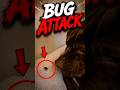 Dogs vs Bugs (Dog and Insects Moments) #pawventure #shorts