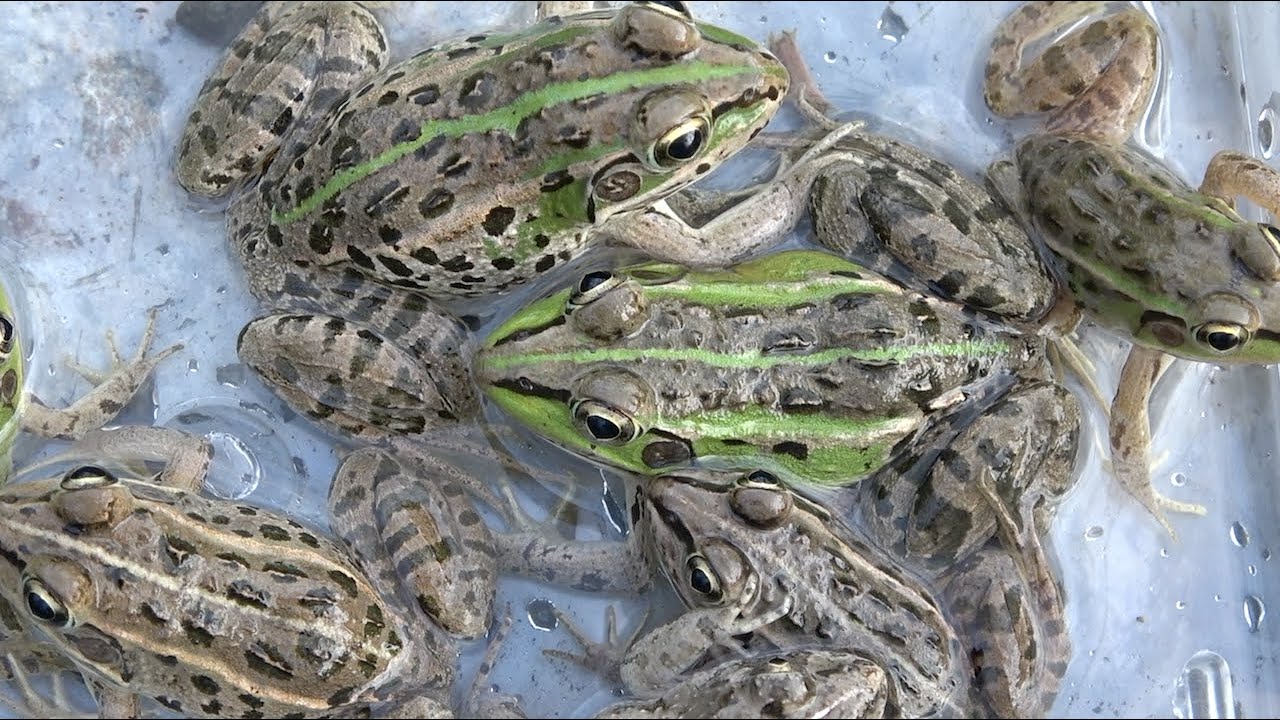 日本のカエルを捕獲 色や模様が綺麗なトノサマガエル Youtube 日本のカエルを捕獲 色や模様が綺麗なトノサマガエル Youtube