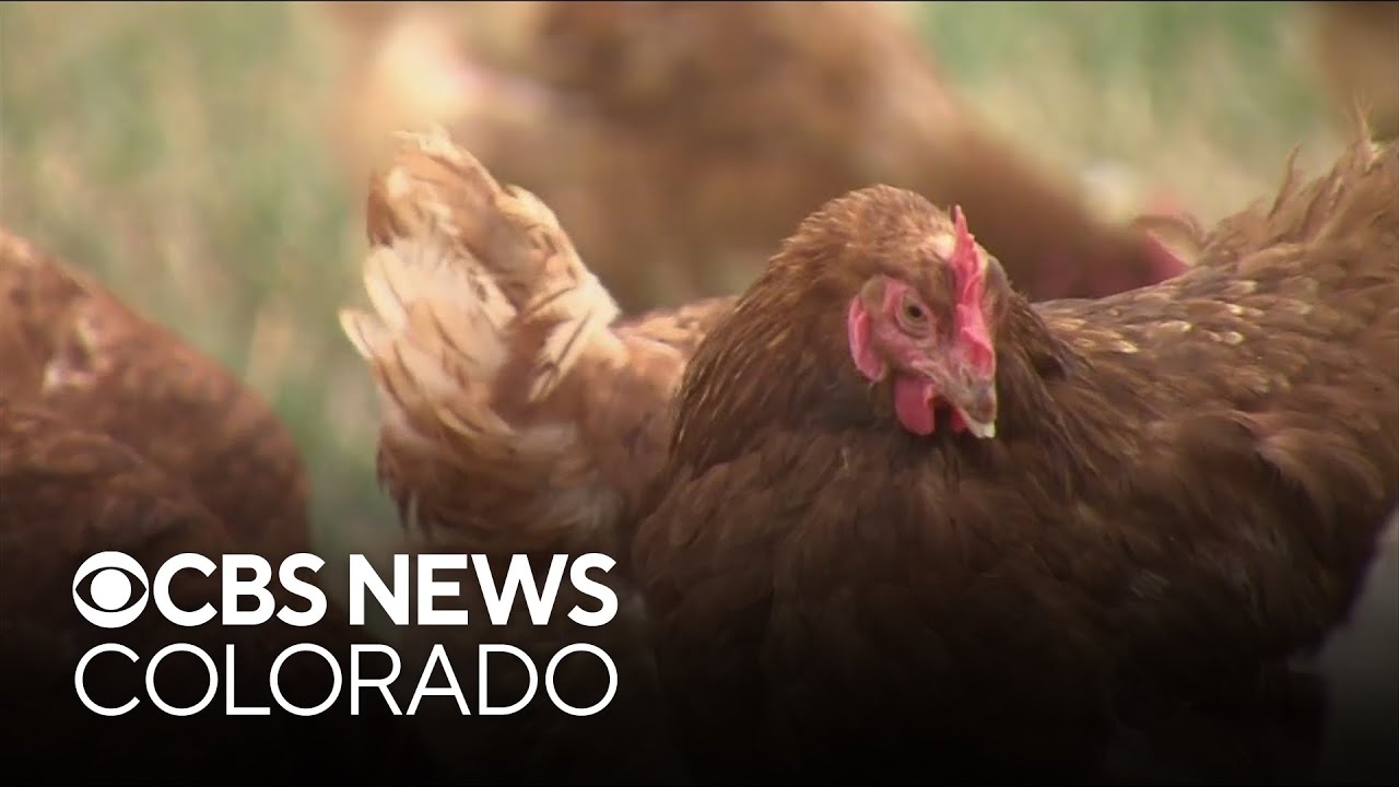 Colorado egg facility with 1.33 million chickens experiences avian flu outbreak