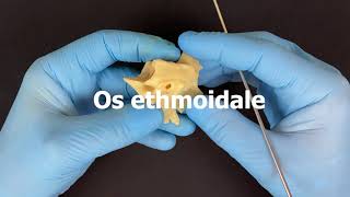 Решетчатая кость - Os ethmoidale (анатомия человека)