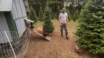 HenGear vs Duncan’s Family Farm vs GAUN NEST BOXES and WHY WE SWITCHED! Small Farm REVIEW! #chicken